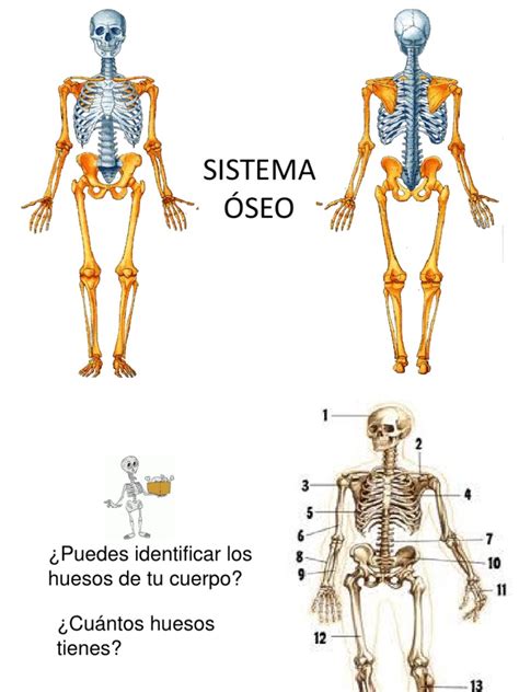2 Sistema Osteo Articular  1  | Vertebra | Bone