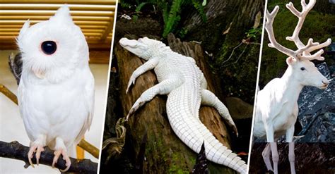 20 Animales albinos que lucen increibles