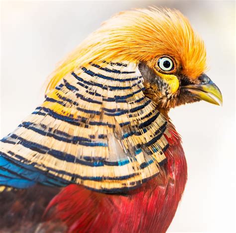 20 Aves majestuosas que desearías poder tener en tus manos | Bird ...