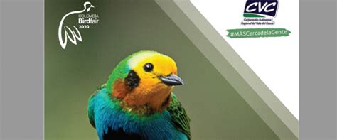 20 Aves representativas del valle del cauca | Ecopedia la enciclopedia ...