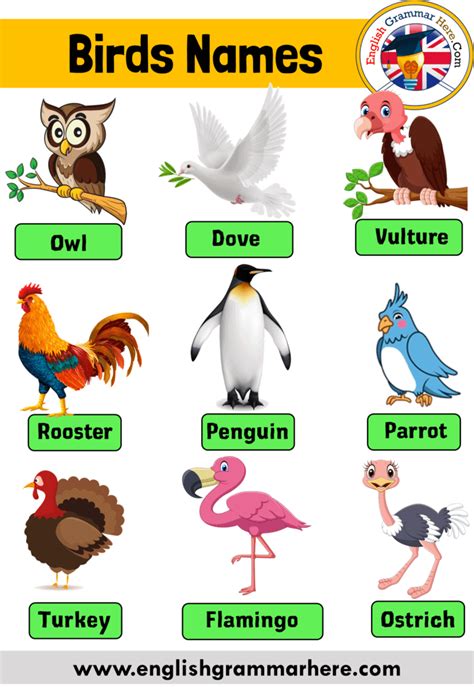 20 birds name, birds name list   English Grammar Here