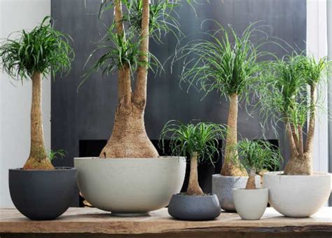 20 bonitas formas de decorar la casa con plantas de ...