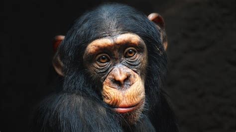 20 Curiosidades de los monos | EnCuriosidades.com