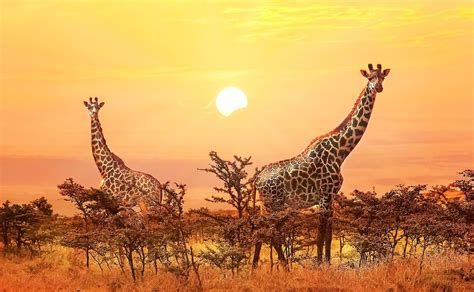 20 datos curiosos que debes saber de las jirafas en su día