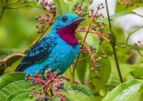 20 De Las Más Radiantes y Bellas Especies De Aves | Naturaleza