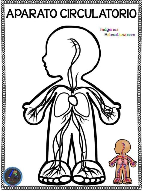 20 Dibujos Para Colorear Del Sistema Circulatorio Para