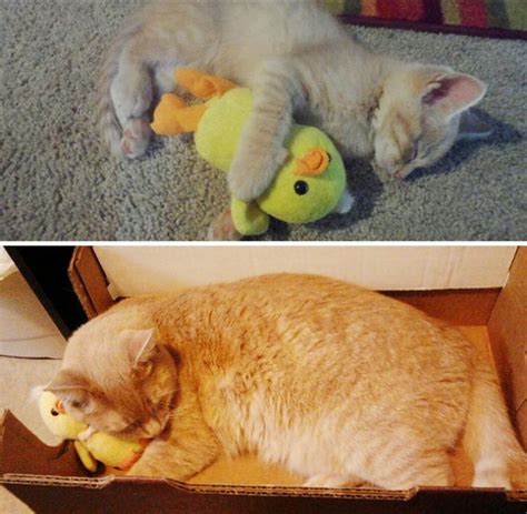 20 Divertidas imágenes del antes y después de mascotas con sus juguetes ...