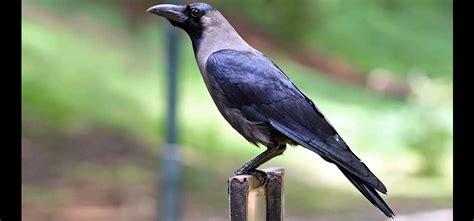 20 Fascinating Crow Facts You Must Know