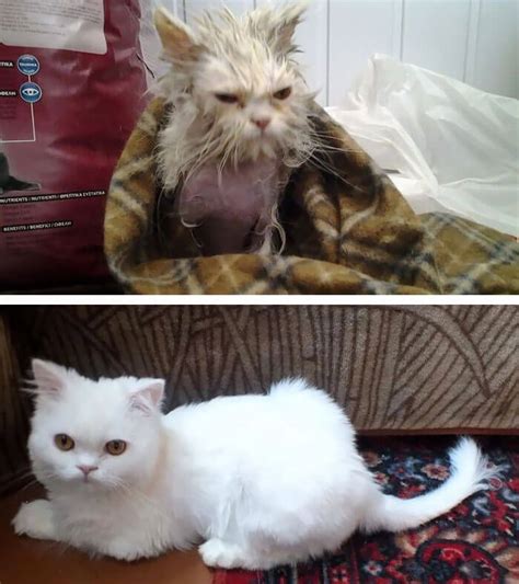 20 fotografías  de antes y después  que muestran cómo cambian los gatos ...