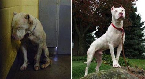 20 fotografías que muestras el antes y después de un perro adoptado