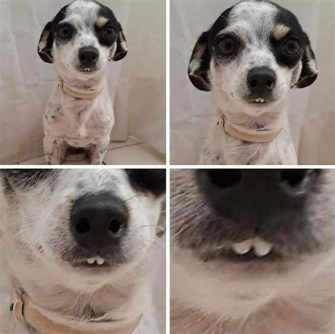 20+ Fotos de perros mostrando los dientes que nos hicieron el día