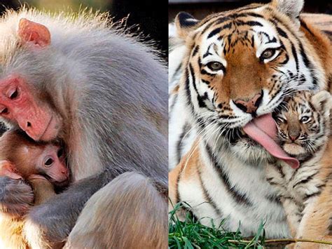 20 imágenes de animales para homenajear el amor más grande ...