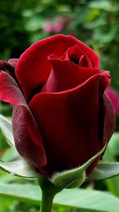 20 imágenes de rosas rojas hermosas para descargar gratis ...