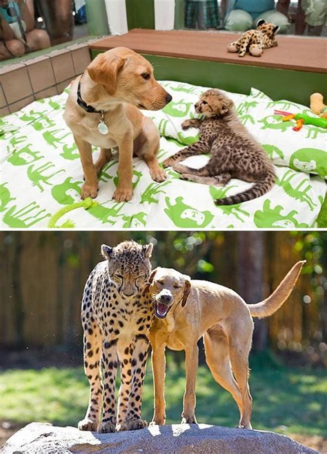 20 imágenes del antes y después de animales que han crecido juntos  ...