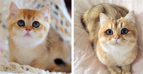 20 Imágenes del antes y después de gatos que muestran lo rápido y ...
