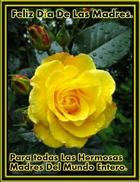 20 Imágenes etiquetadas con Rosas Amarillas   Imágenes Cool