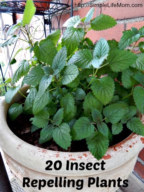 20 Insect Repelling Plants  Simple Life Mom