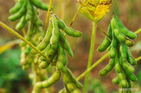 20 Kg Semillas De Soya O Soja Sin Tratamiento Para ...