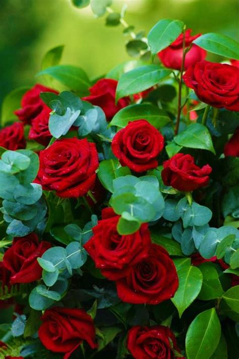 20+ Latest Amor Imagenes De Rosas Rojas Hermosas Naturales   Ryan Nikkilong