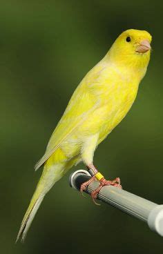 20 mejores imágenes de Pájaros cantores | Pajaros, Aves ...
