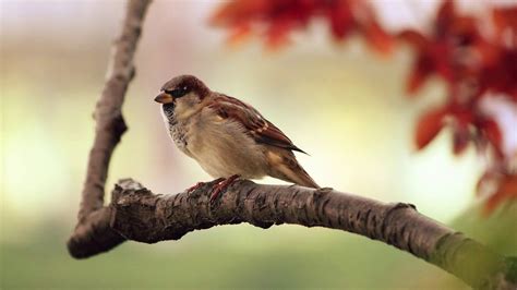 20 min de SONIDOS RELAJANTES de PAJAROS Cantando: el Canto de las Aves ...