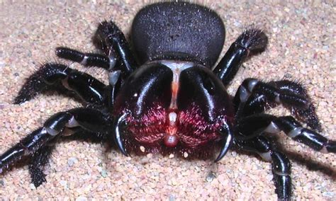 20 Most Dangerous Venomous Spiders of the World s   10 top ...