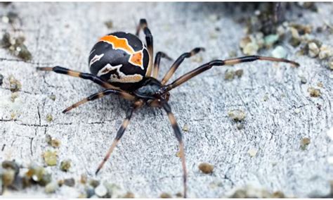 20 Most Dangerous Venomous Spiders of the World s   Page ...