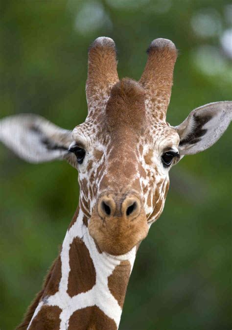 20+ Pictures of Giraffes