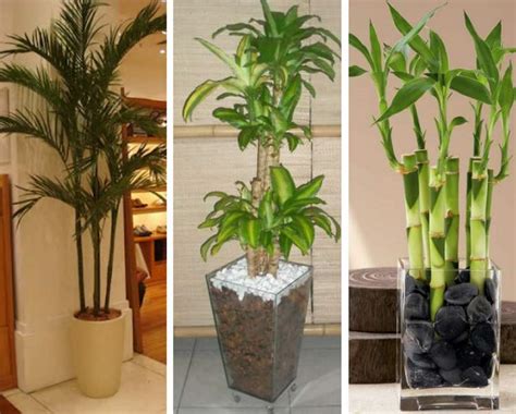 20 plantas para decorar o apartamento com muita elegância ...