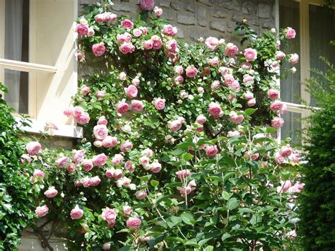 20 Plantas Trepadoras con Flor Que Debes Tener en Casa   Estreno Casa