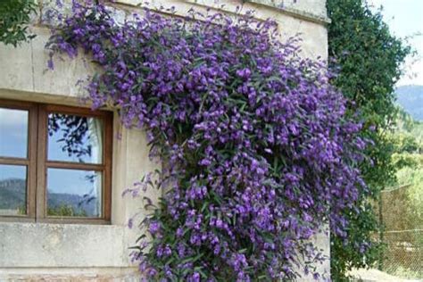 20 Plantas Trepadoras con Flor Que Debes Tener en Casa   EstrenoCasa.com