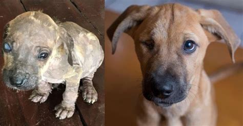 20 transformaciones de animales antes y después de rescate