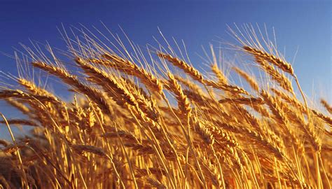 20 variedades de trigo europeo están en ensayo en más de 200 parcelas ...