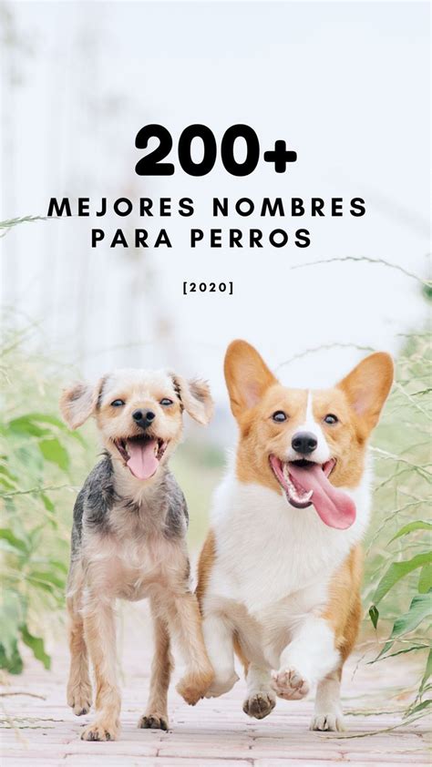 +200 Mejores Nombres Para Perros [2020] | Dog quotes, Dog quotes funny ...
