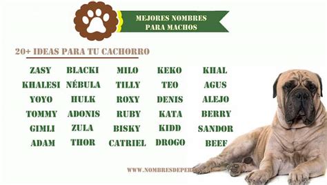 +200 Mejores nombres para perros machos | Nombresdeperros.eu