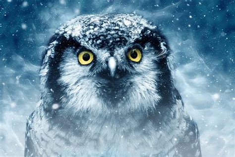 2,000+ Free Owl & Bird Images   Pixabay