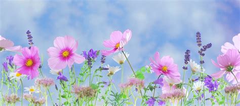 200,000+ Flower Images & Pictures [HD]   Pixabay   Pixabay