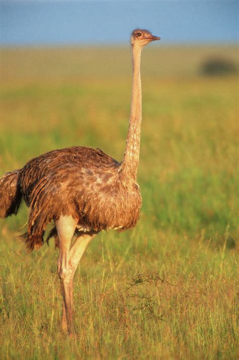 2000s Female Ostrich Struthio Camelus Photograph by Animal ...