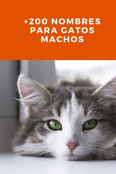 +201 Nombres para Gatos Machos ¡Guapos!   Pet Posts | Nombres para gato ...