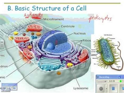 2012 HN Cell Structure 01 prokaryotic and eukaryotic cells ...
