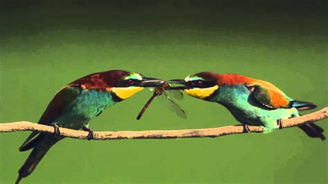 2013 Bird of the Year in Hungary   the Bee Eater   YouTube