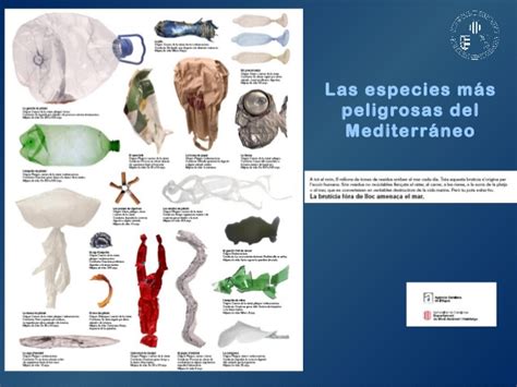 2013 el mediterráneo y sus amenazas