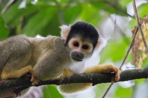 2015_Peru_Squirrel Monkey Foto & Bild | peru, natur, tiere ...