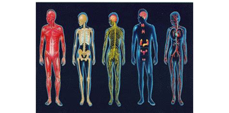 2016 – Año de la Fisiología