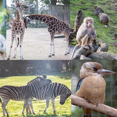 2020 Melbourne Zoos, in Australia   Home | Facebook
