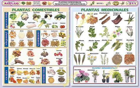211. Plantas comestibles medicinales y ornamentales – maryland