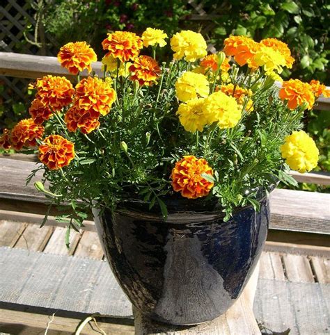 22 Best Flowers for Full Sun | Full sun flowers, Planting ...