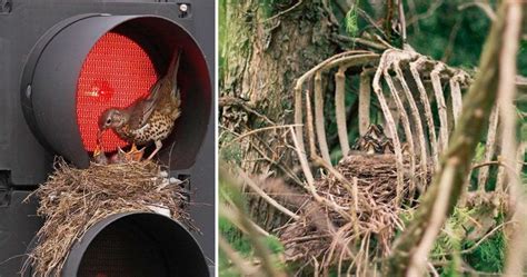 22 nidos de pájaros construidos en los lugares más extraños que puedas ...