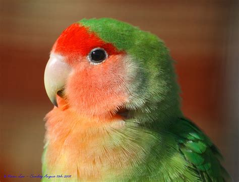 22 Photos of Brightly Colored Birds