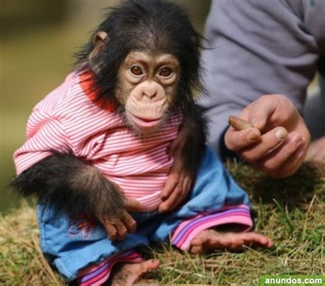 221un mono o chimpancé como mascota en casa Batres